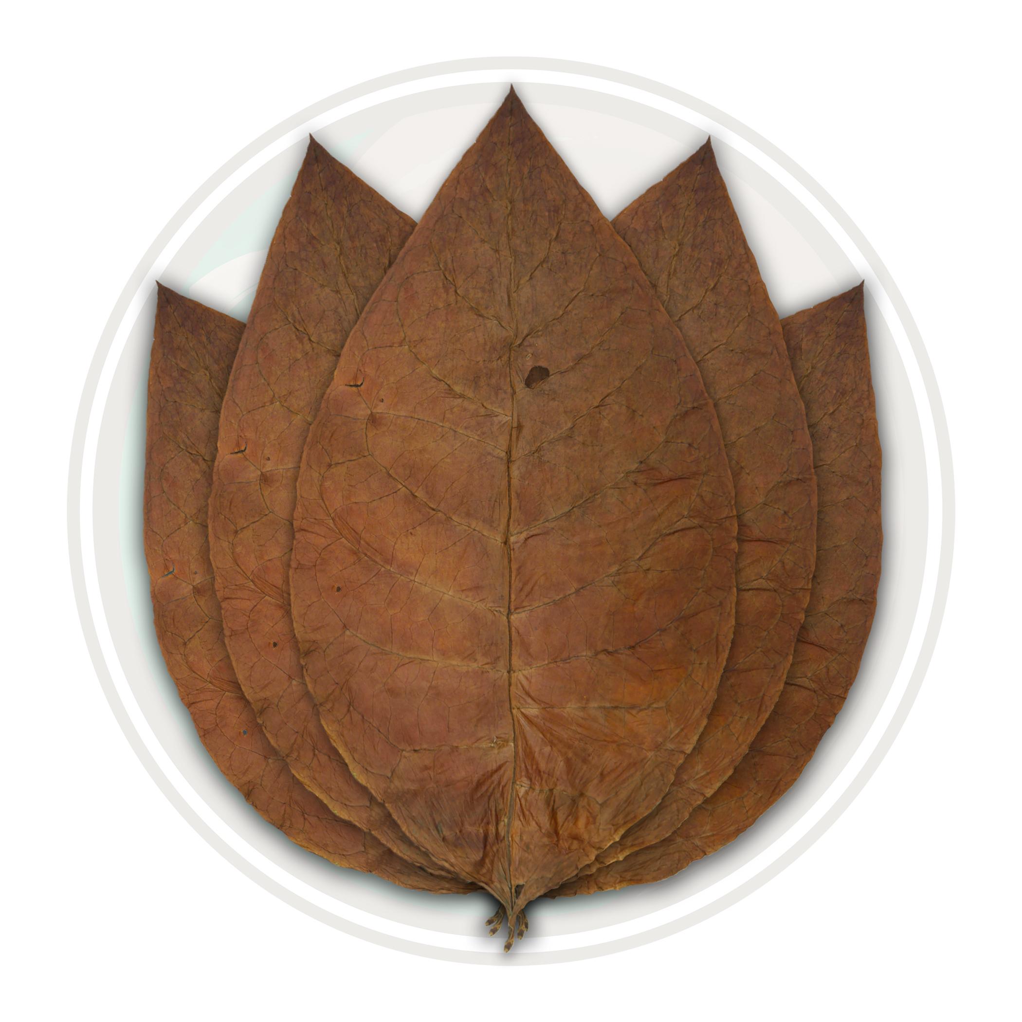 Ecuadorian Habano Seco Cigar Binder Tobacco Leaf Only Ecuadorian Habano Seco Cigar Binder Tobacco Leaf Only